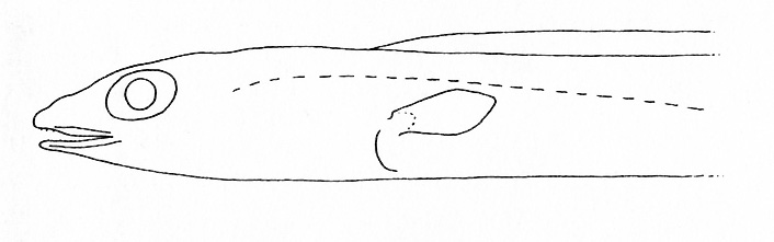 Representative of the Congridae family (Gosline & Brock, 1960, fig. 131)